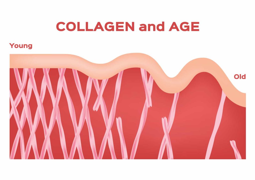 Image depicting collagen as a person ages